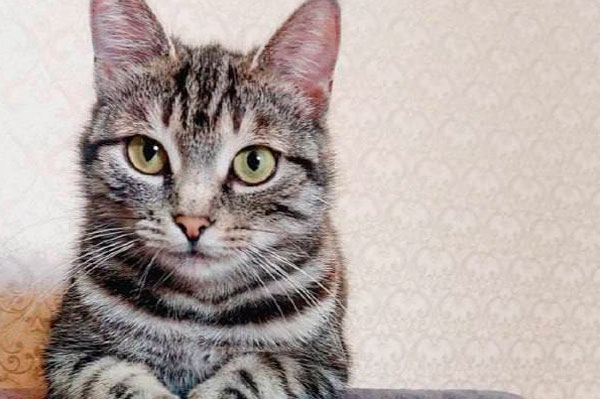 Трагедия в Королёве: "Принесла кошку на стерилизацию, а вернули её мёртвой" | В подмосковной клинике «Доктор Ай» погибли десятки животных