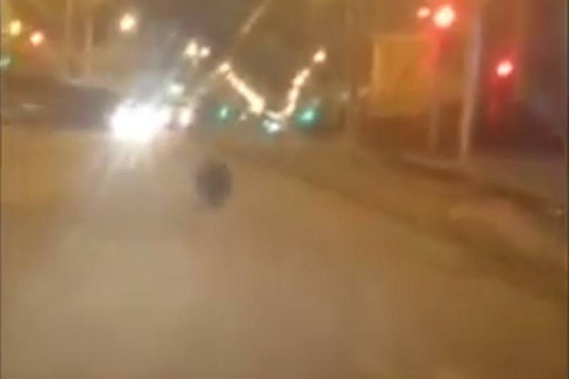 Гуляющий по Стерлитамаку медведь прославил город на всю страну. ВИДЕО