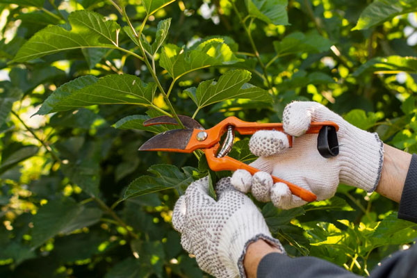 Чтобы урожай радовал: эксперт рассказал, что дачники должны сделать до холодов