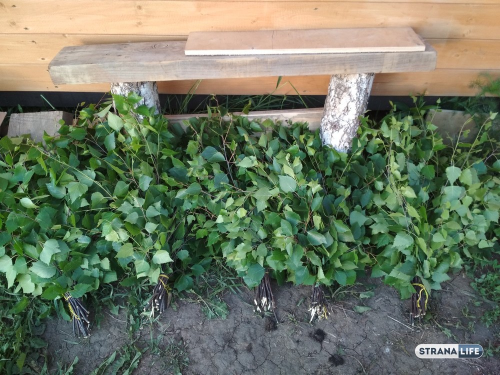 Испытано на себе. Как я веники заготавливал, чтобы зимой было с чем в баню идти