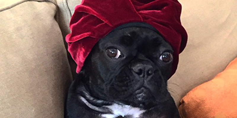 У собаки Леди Гаги появился собственный Instagram-аккаунт