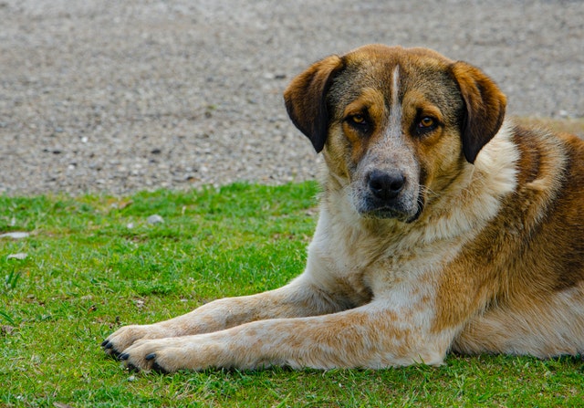 Приюты для животных в России можно будет создавать на условиях ГЧП
