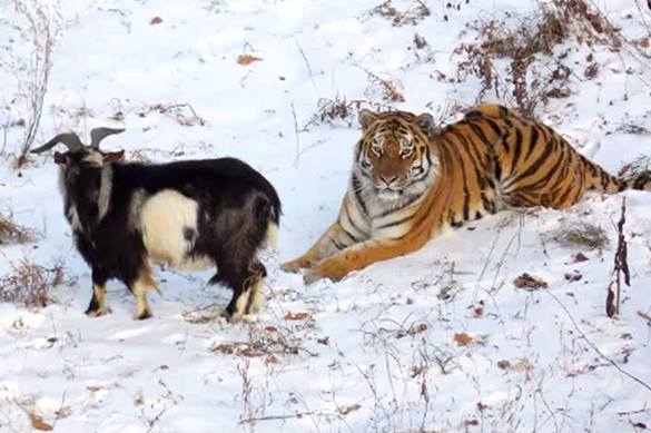 Юрист: "Гей-пропаганда" от козла и тигра — идиотизм, сравнимый с пожаром