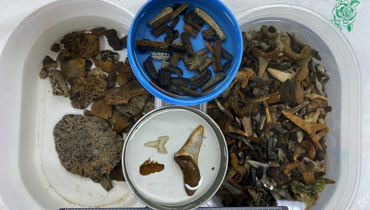 Палеонтологи обнаружили на Урале уникальные остатки палеогеновых рептилий. Фото