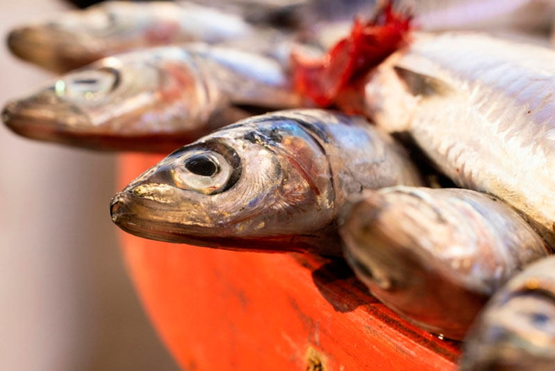 Рыба и морепродукты в России подорожают на 15-20%