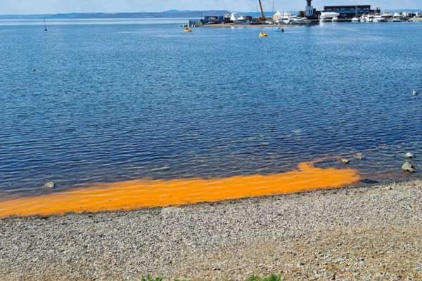 Побережье моря во Владивостоке окрасилось в оранжевый цвет из-за водорослей | Море во Владивостоке окрасилось в оранжевый цвет