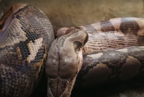 Тело пропавшего 63-летнего фермера нашли внутри 8-метрового питона в Индонезии | Тело индонезийского фермера нашли в брюхе огромного питона