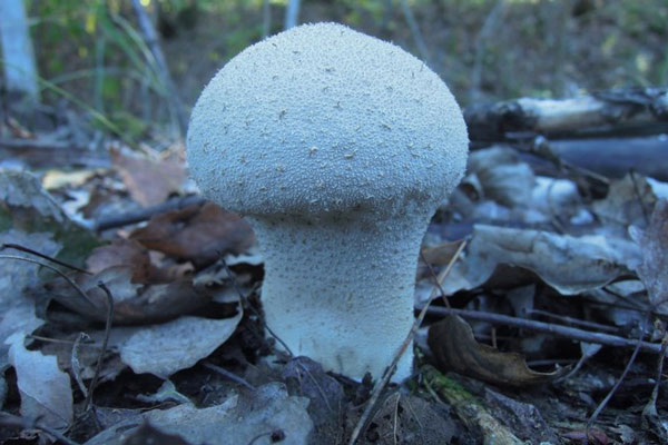 Есть или не есть: почему грибы становятся смертельно опасными?