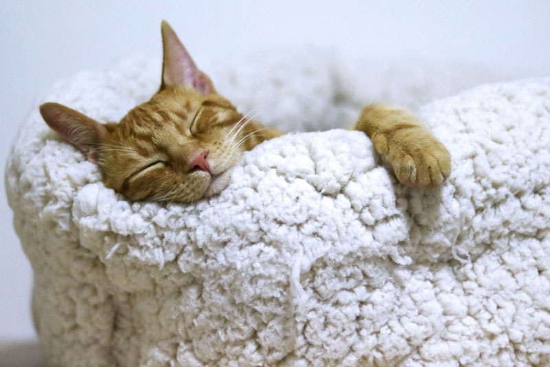 Откройте секрет глубокого сна: исследование выявило удивительные свойства экстракта вербены лимонной | Исследование: экстракт вербены лимонной улучшает сон благодаря влиянию на уровень мелатонина и рецепторы ГАМК-А