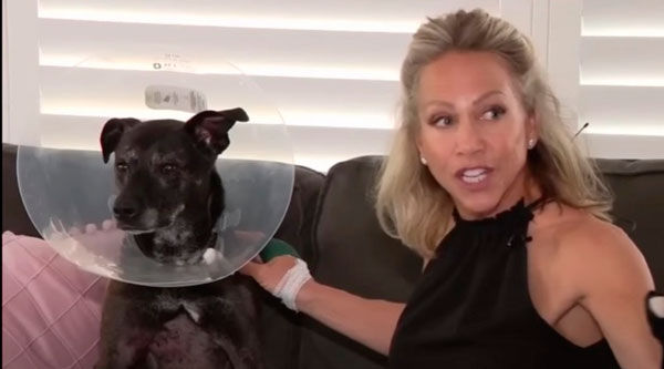 Жительница Флорида разжала челюсть аллигатору, спасая своего лабрадора | Американка набросилась на аллигатора, спасая собаку