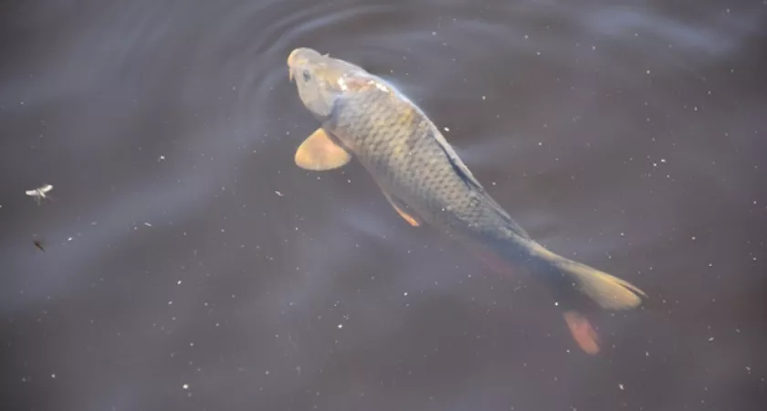 Министерство природы Республики Марий Эл выпустит молодь сазана в Чебоксарское водохранилище для компенсации ущерба водным ресурсам