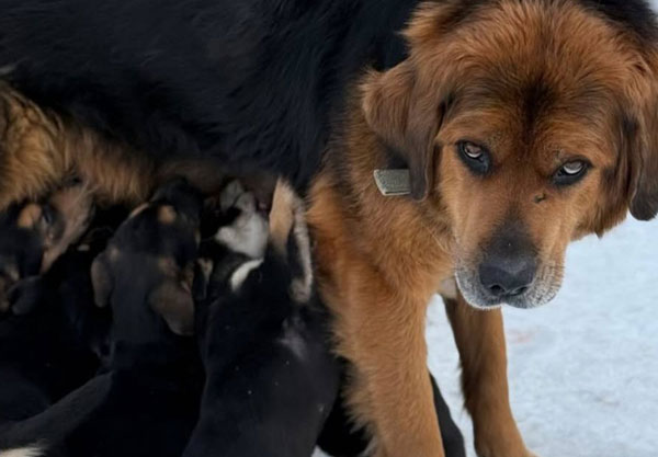 Собака сбежала и погибла: кемеровчанка обвиняет клинику в халатности — история о трагедии Греты | Жительница Кемеровской области обвинила ветклинику в гибели собаки под поездом