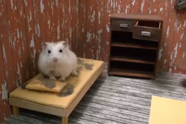 «Пытался засунуть в рот»: россиянин издевался над хомяком и попал на видео | Житель Оренбурга покусал и несколько раз бросил на пол хомяка в лифте