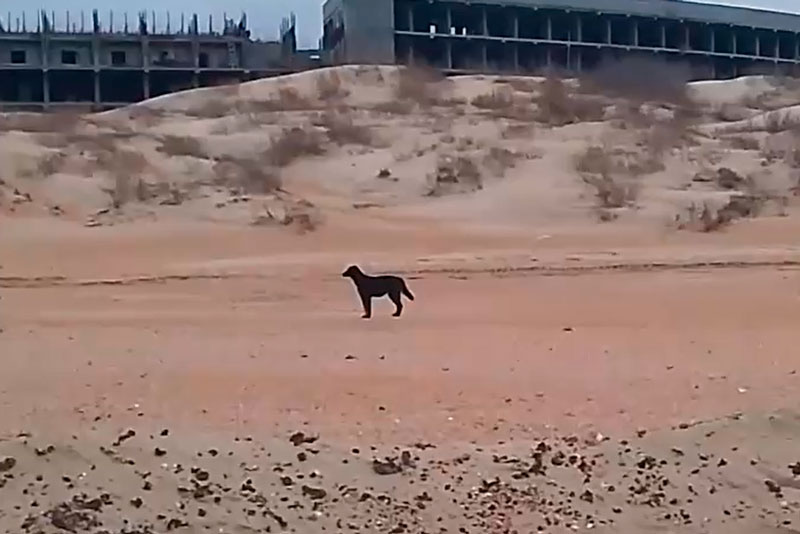 В Анапе новая проблема побережья — бродячие собаки | Бродячие собаки угрожают безопасности на пляжах Анапы