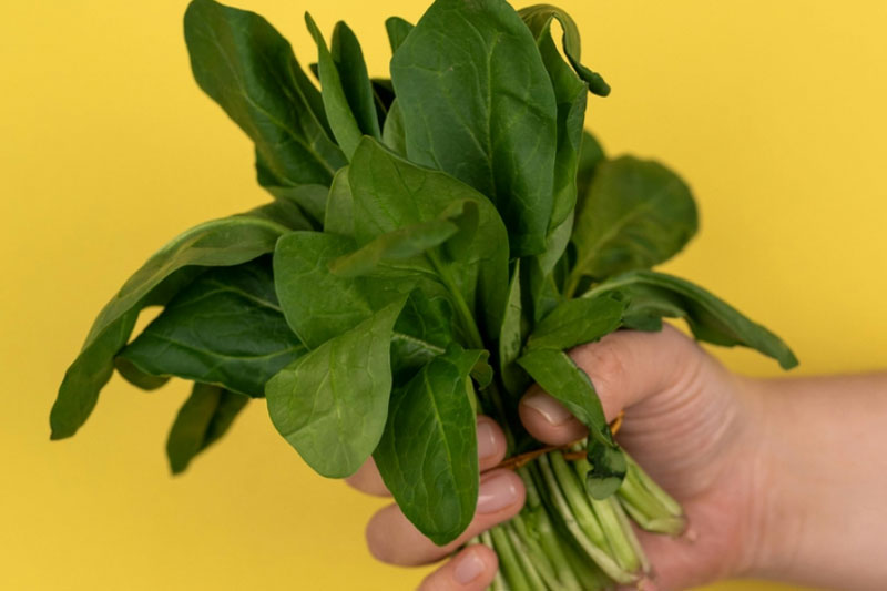 Гастроэнтеролог предупреждает: щавель благотворно влияет на пищеварение, но можно ли его употреблять безопасно? | Гастроэнтеролог Логинов: щавель может приводить к образованию камней в почках