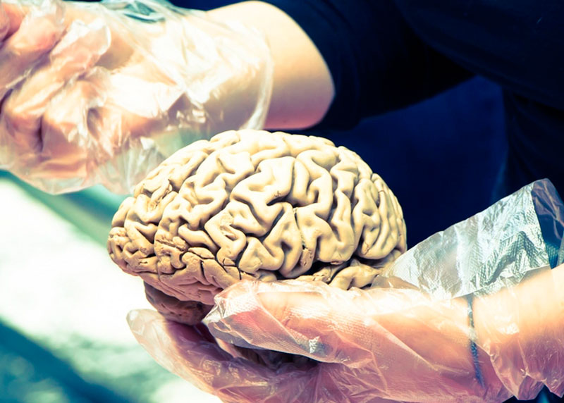 Ученые обнаружили у людей в мозгу крошечные частицы пластика | Исследование: человеческий мозг на 0,5 процента состоит из микропластика