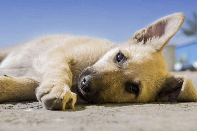 Депутаты Госдумы одобрили поправки, разрешающие усыплять бездомных животных | В Госдуме нашли причину усыплять бездомных животных