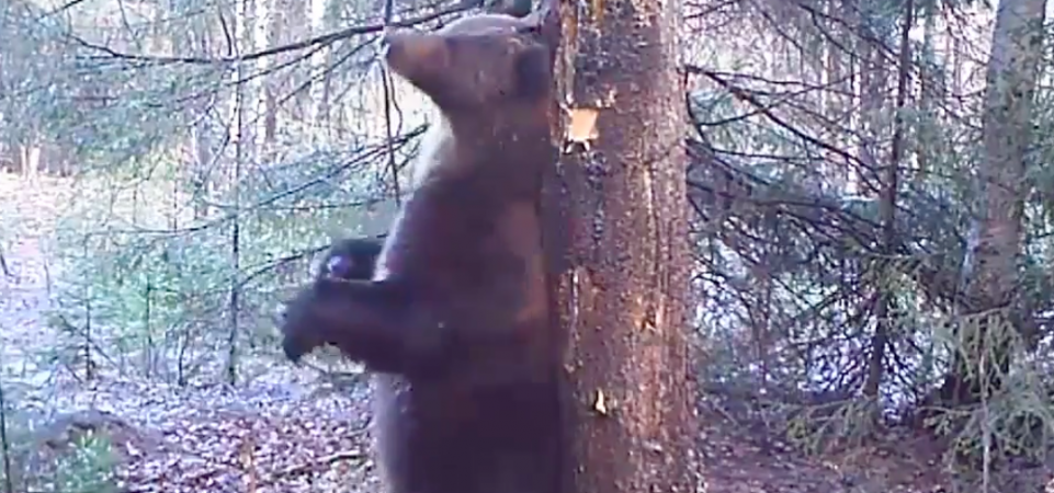 Работники уральского заповедника сняли на видео, пожалуй, самый зажигательный танец медведя. ВИДЕО