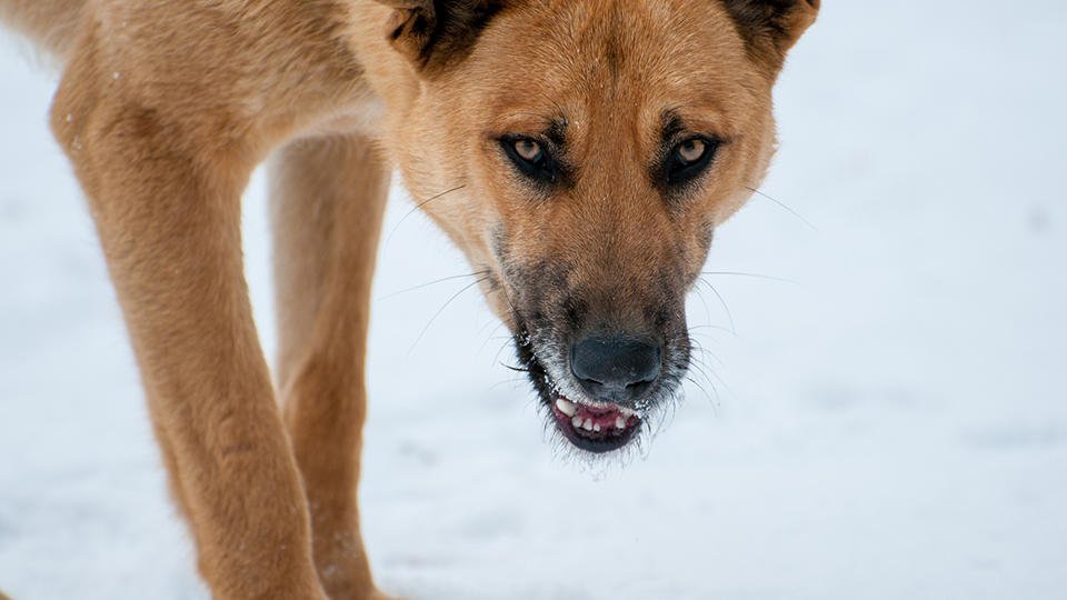 Бродячие собаки насмерть загрызли 7-летнюю девочку в Забайкалье