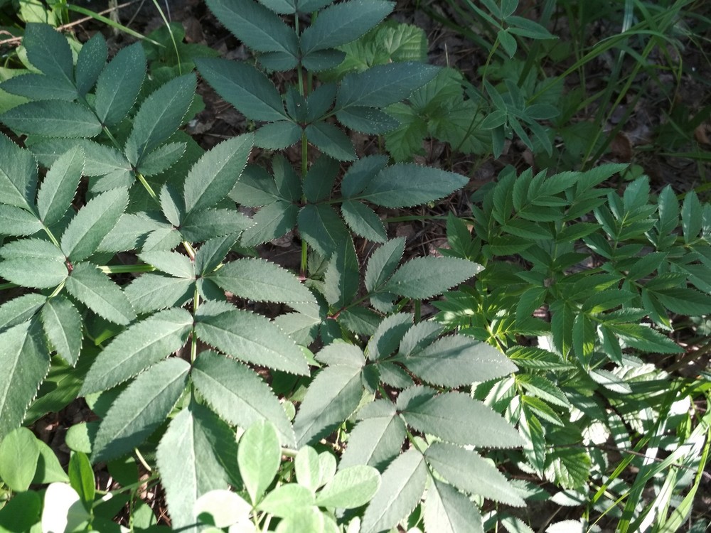 «Вершки» нужнее, чем корешки. Как лесная трава спасла жизни тысячам людей