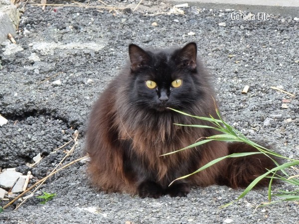 Школьники облили бензином и подожгли кошку в Дагестане | В Махачкале двое школьников облили бензином и подожгли кошку