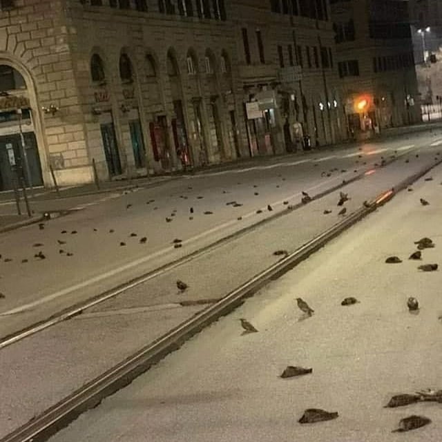 Сотни птиц погибли в Риме из-за праздничных салютов