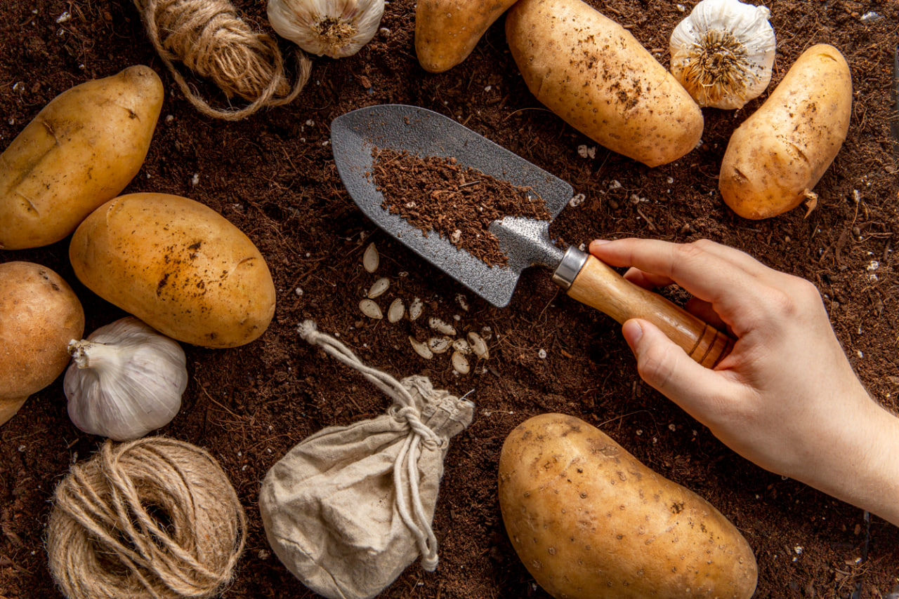 Выращиваешь картошку, но урожай вялый? Эти 5 ошибок убивают его с самого начала - сосед узнал мой секрет  и не поверил своим глазам