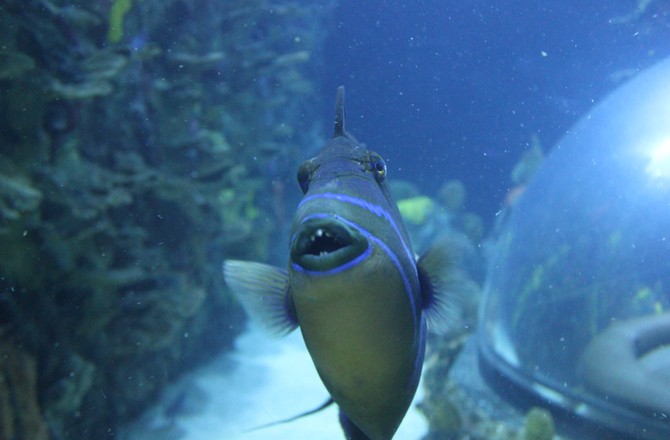 В Египте дайвер стал жертвой агрессивной рыбы-спинорога