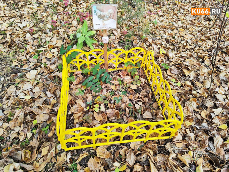 Россиянам рассказали о правилах захоронения домашних животных | Зоотолог Бугаенко заявил об опасности хоронить животных на кладбищах