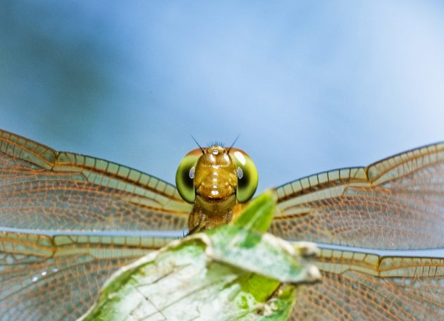 Сколько можно улыбаться: ученые нашли только три варианта улыбки