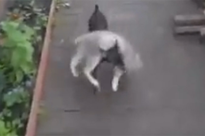 Собака-нянька, воспитывающая непослушного кота, стала героиней интернета