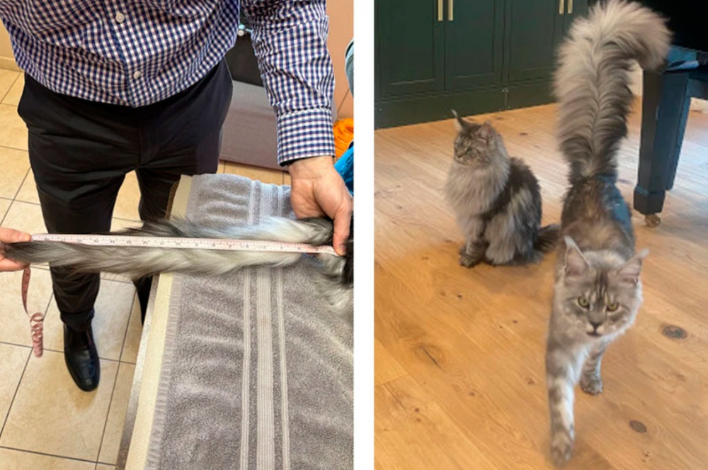 Мейн-кун из США попал в Книгу рекордов Гиннесса за самый длинный хвост   | В США нашли самого длиннохвостого в мире кота