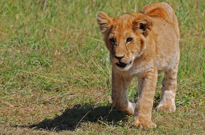 В Москве у водителя каршеринга изъяли редкого львёнка