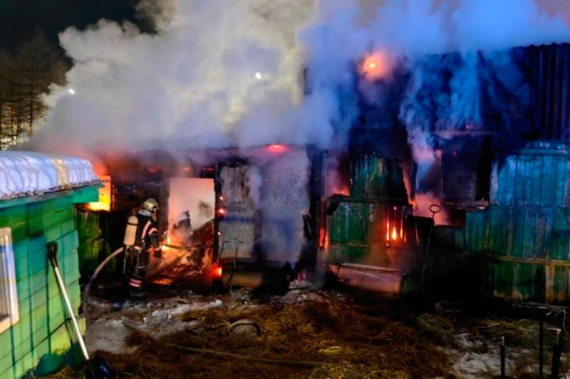 Десятки животных сгорели заживо на Колыме | Восемь кошек и 15 коров стали жертвами пожара в Магадане