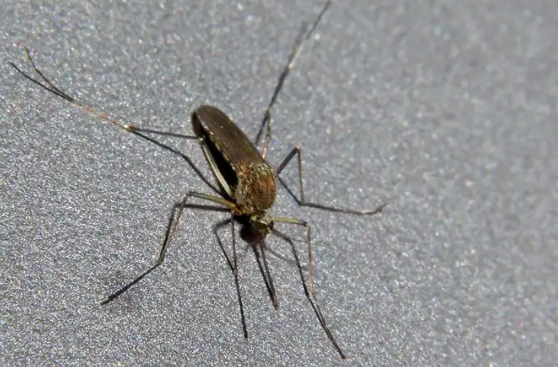 Тьфу на нас: ученые из США намерены бороться с малярией комариной слюной