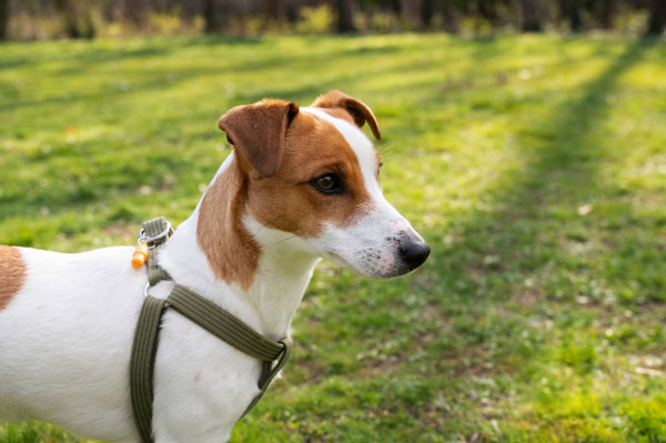 В Москве прошла операция по спасению джек-рассел-терьера из норы | Спасатели вызволили собаку из бобровой норы в Митино
