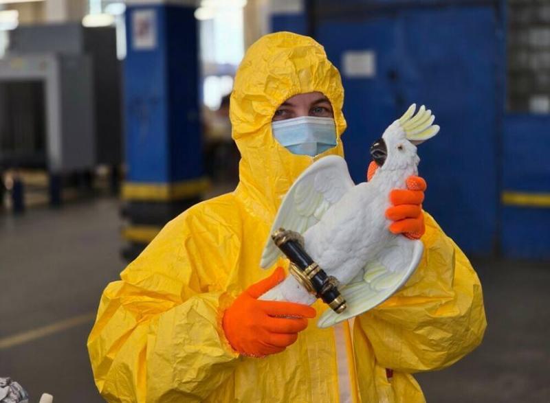 Москвичка получила радиоактивного попугая из Германии: фигурку птицы отправили обратно  | Сотрудники ФТС обнаружили радиоактивного попугая в посылке из Германии
