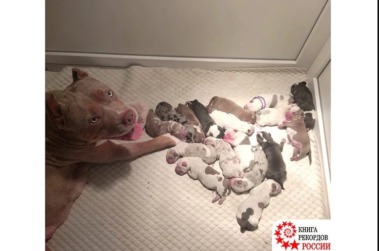 На Урале собака родила 17 щенят и попала в Книгу рекордов России