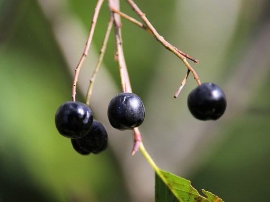 Ученые нашли продукт, уничтожающий 97% коронавируса в организме за 5 минут