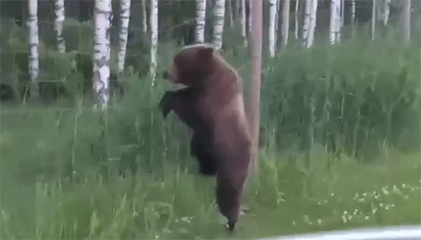 В Ленобласти у медведя случилась паническая атака из-за ограждения, которое мешало вернуться в лес. | Медведь в Ленобласти пытался выбраться на свободу и получил помощь ДПС