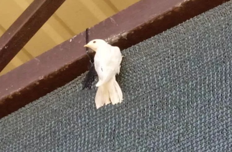 В Ингушетии редкая ласточка-альбинос обосновалась во дворе местного жителя   | Редкая ласточка-альбинос поселилась во дворе у жителя Ингушетии  