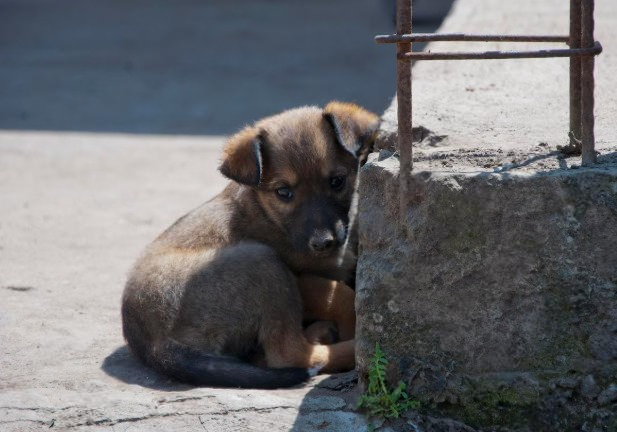 Кинолог объяснил, как собаки на самом деле понимают хозяев | Эксперт Голубев развенчал теорию о телепатии собак