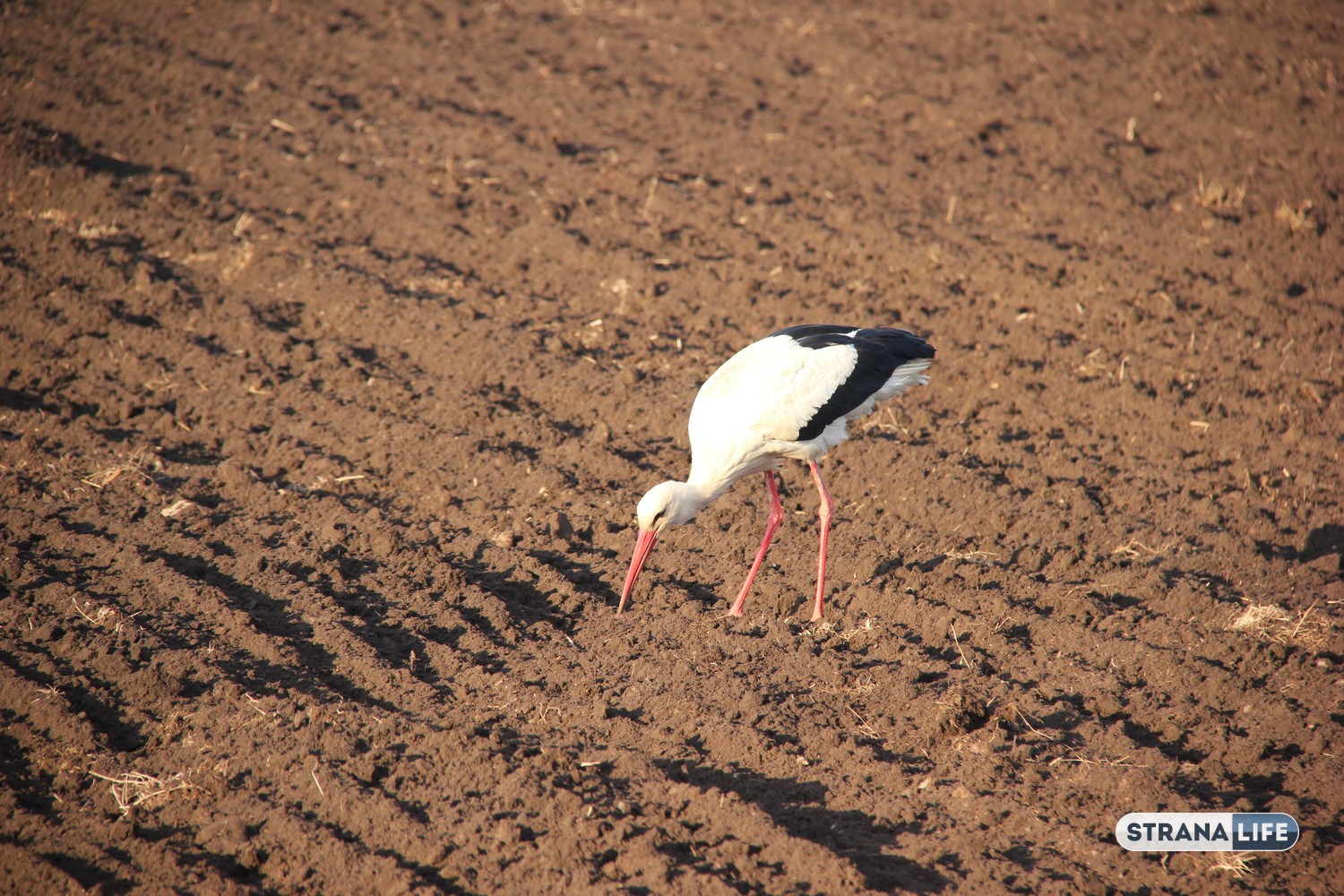 Любят людей и доверяют им: аисты во всей своей красе!