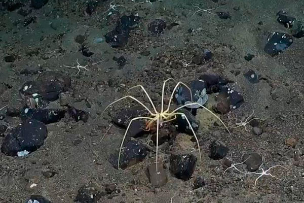 В Антарктике нашли процветающую экосистему с гигантскими морскими пауками  | Ученые обнаружили лес губок и гигантских пауков у ледника Георга VI