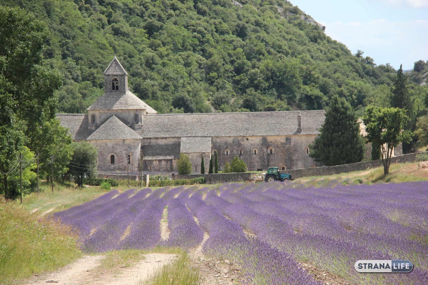 А россиянам не по карману? Сезон цветения лаванды во французском Провансе обходится почти без русской речи…