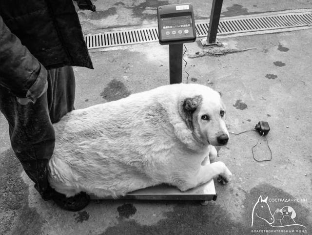 «Толстый пес Кругетс» скончался: похудел на 40 кг, но не дожил до семьи | В Нижнем Новгороде умер пес Кругетс