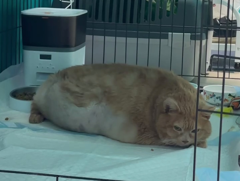 "Возникло резкое кровотечение": в Перми умер толстый кот Крошик, за которым следила вся страна | В Перми умер худеющий кот Крошик, за которым следила вся Россия