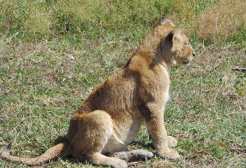 В багажнике автобуса под Волгоградом нашли истощенного львенка