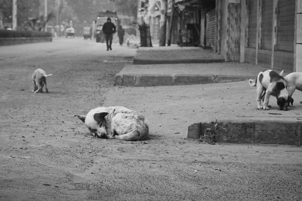 В Иркутской области собаки загрызли 63-летнего мужчину