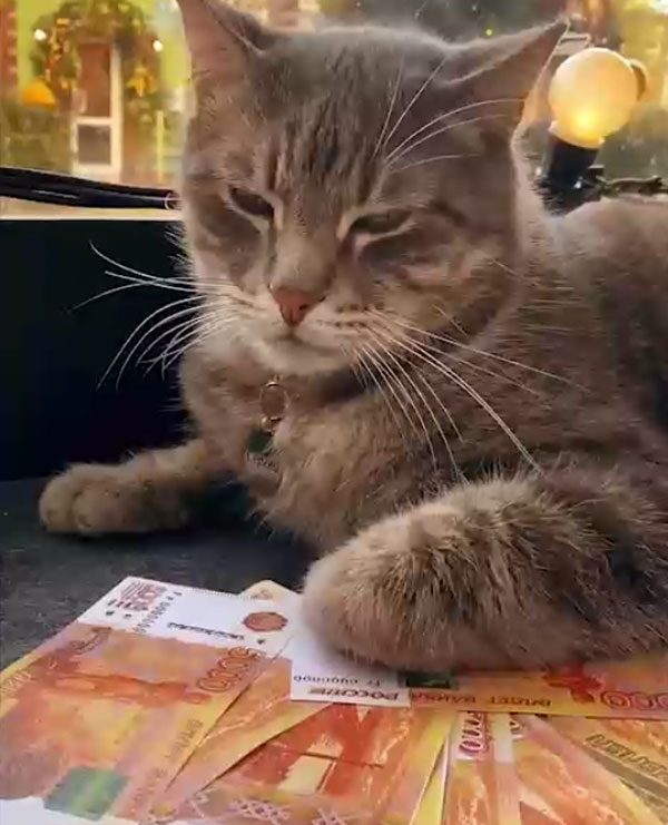 "Уволенный" из магазина кот Сергей получит новую должность